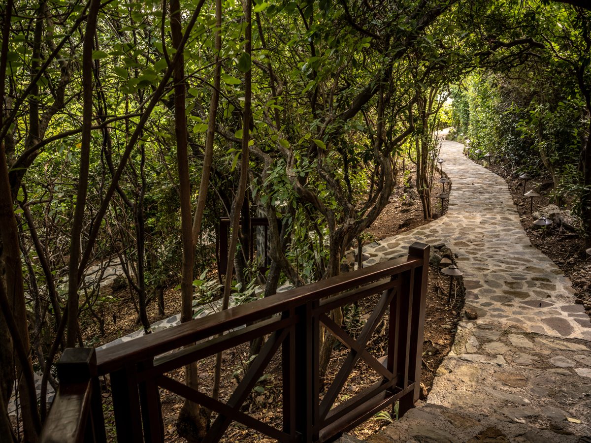 Little Blue Ocean, the path through the trees